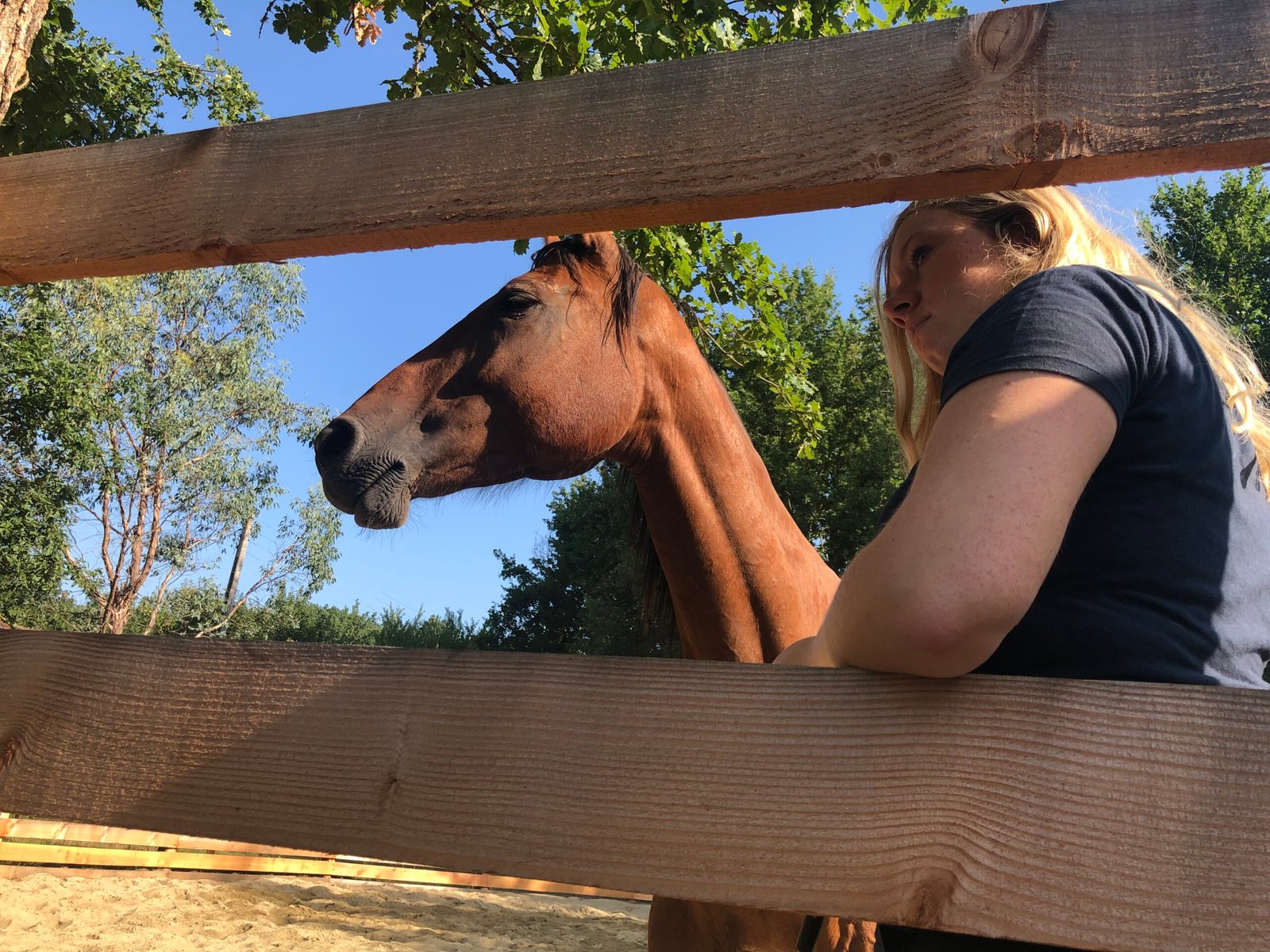 Cheval accompagné par ASN Soins Naturels