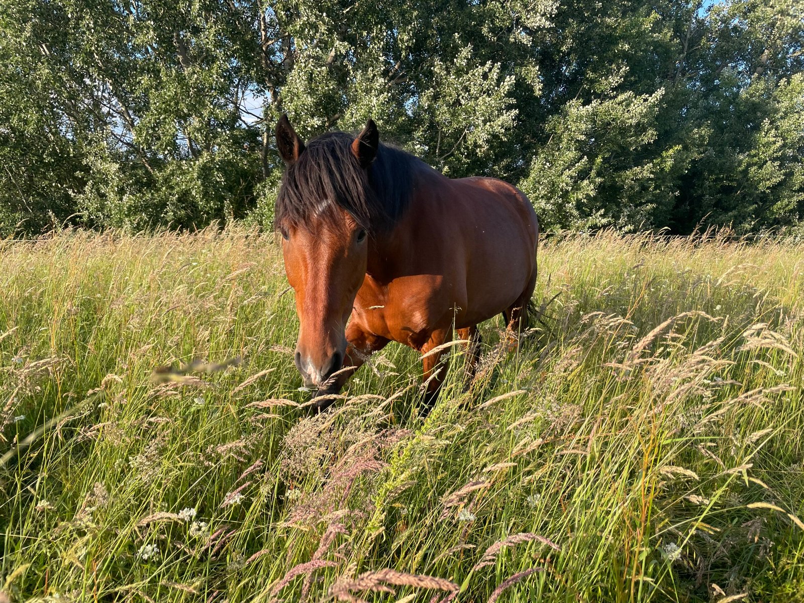 Cheval accompagné lors d’un soin manuel doux