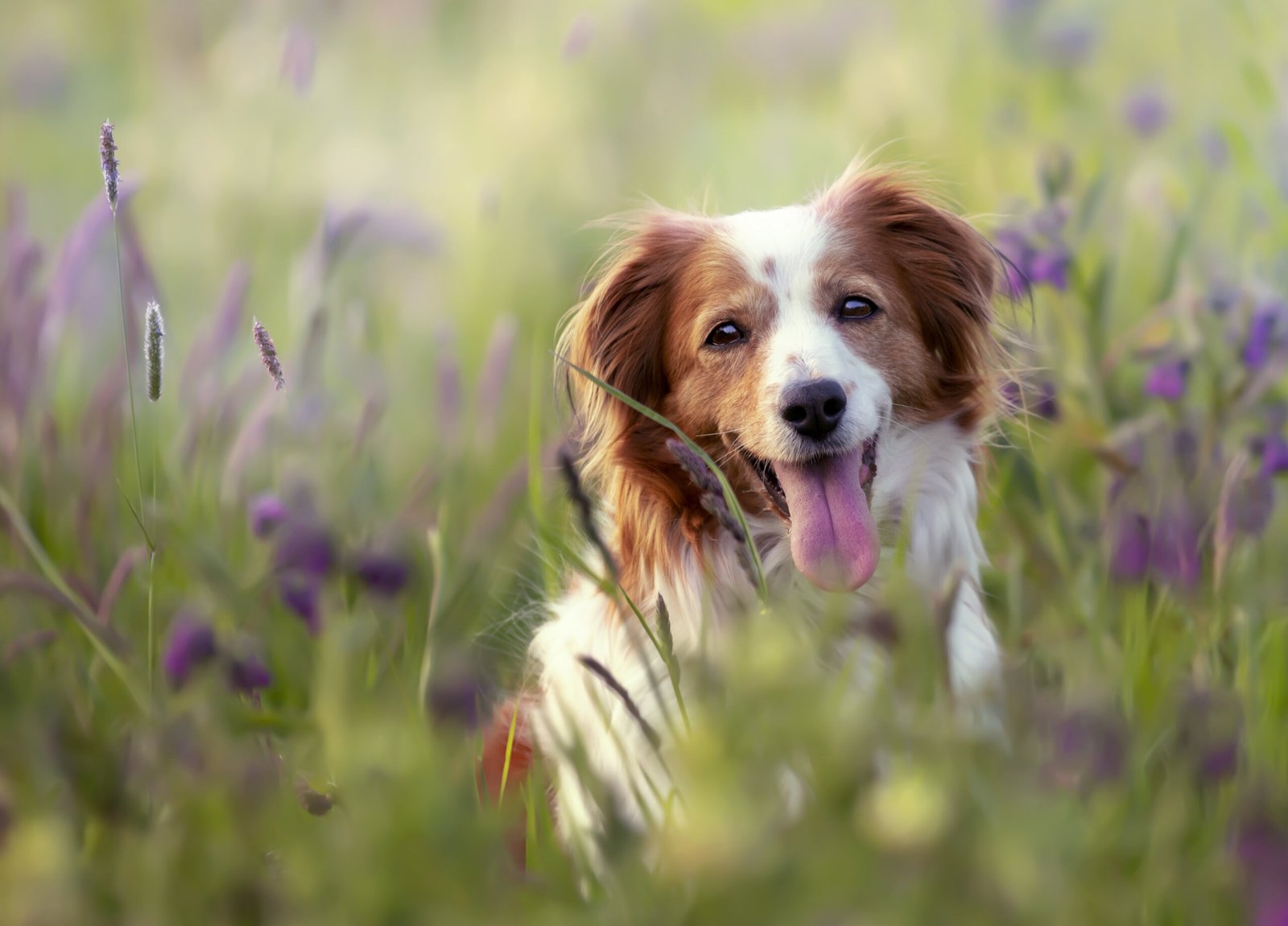 Chien dans un champ