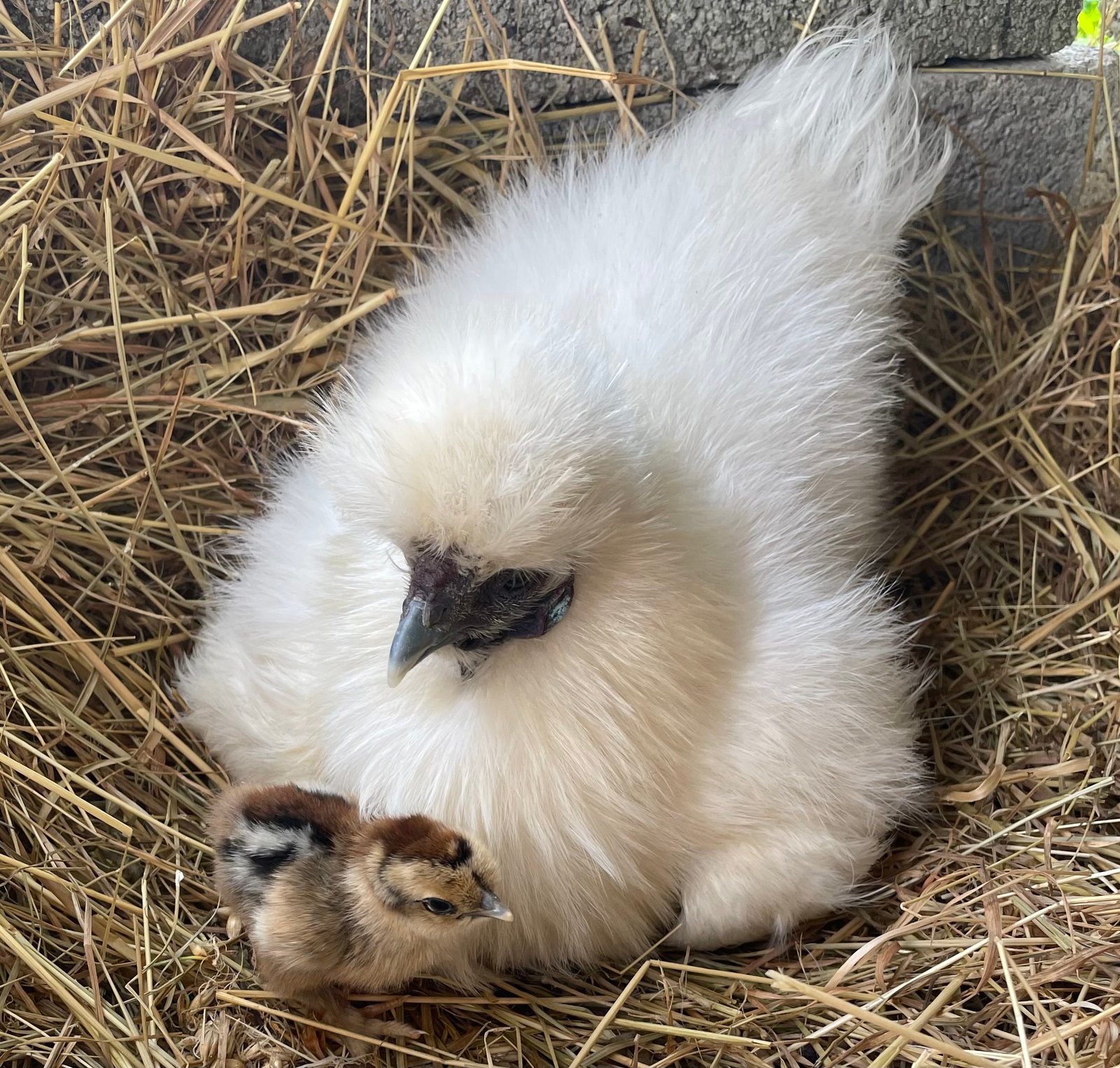 Poule accompagnée en kinésiologie animale